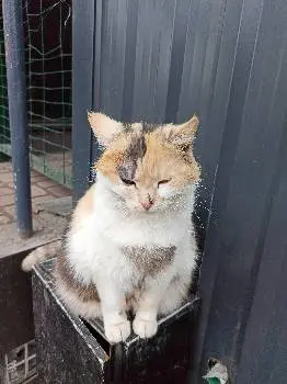 Піца — фото 4