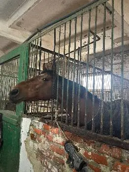 Дитячо-юнацька спортивна школа Буревісник з кінного спорту — фото 2