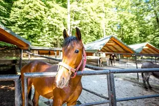 Кінний клуб Львів, "Бухта Вікінгів" — фото