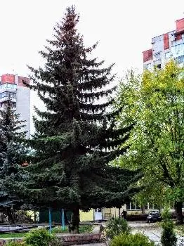 Секція футболу — фото 4