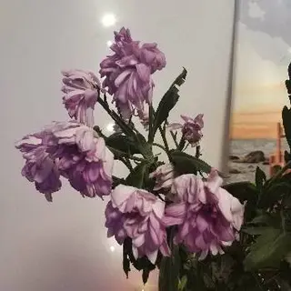 Квіти Патона — фото 5