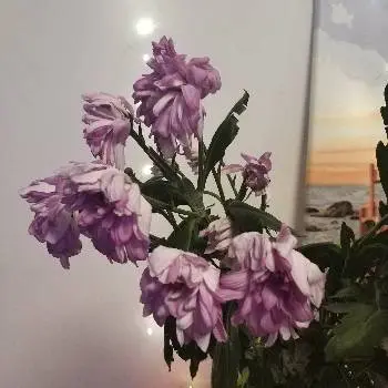 Квіти Патона — фото 5