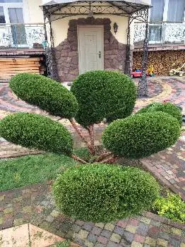 Gardener ландшафтний дизайнер, газон, садівник, садовий центр — фото 4