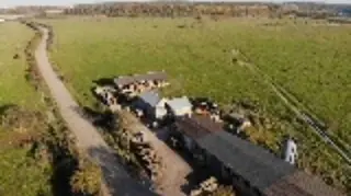 МАРКЕТДЕРЕВО ТОАНІС — фото