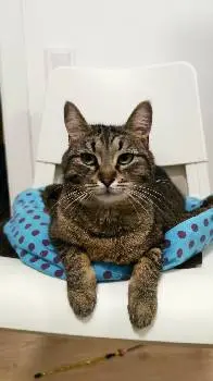 Petslike - інтернет-магазин зоотоварів | Корм для котів | Корм для собак — фото
