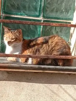 Petslike - інтернет-магазин зоотоварів | Корм для котів | Корм для собак — фото 4