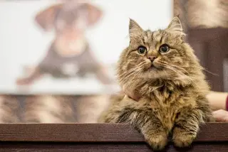 Ветеринарний центр "VetMed" — фото 3