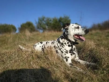 Ветеринарна клініка Доктор VET — фото 4
