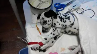 Ветеринарна клініка Доктор VET — фото 5