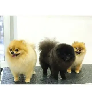 Petman! -Веткабінет Зоотовари Грумінг - — фото 5