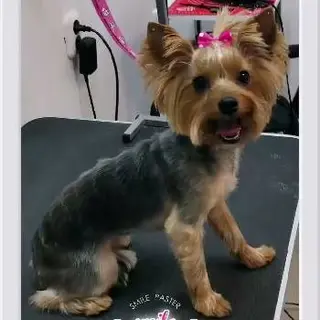 Ветеринарна клініка Mr.Vet — фото 2