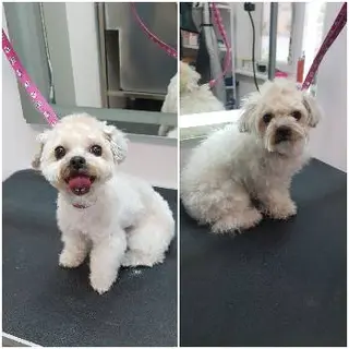 Ветеринарна клініка Mr.Vet — фото 4