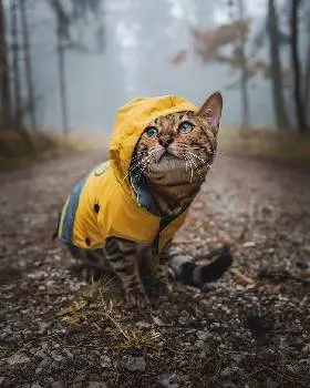 Львівська міська державна дільнична ветеринарна лікарня №1 — фото 2