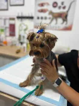 Ветеринарна клініка "HealthVet" — фото