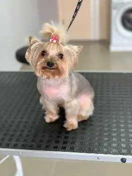 Grooming Dog — фото