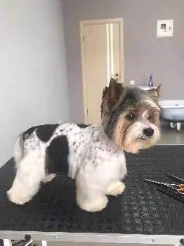 Grooming Dog — фото 2