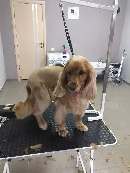 Grooming Dog — фото 3