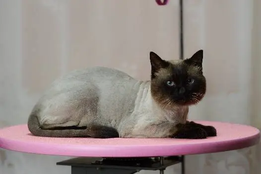 Bella Grooming Стрижка собак та котів — фото 2