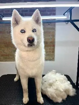 Fluffy Groom — фото 3
