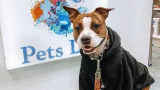 Зоомаркет Pets life — фото 2