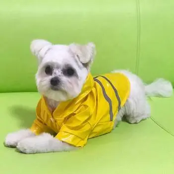 Груминг салон Бутик Paw Лапа — фото 3