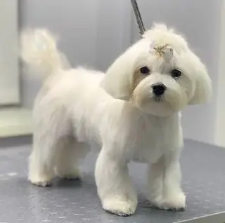 Груминг салон Бутик Paw Лапа — фото 4