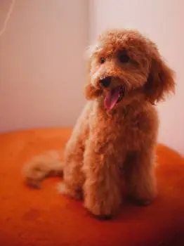 Грумінг Салон Louis Bichon — фото 3