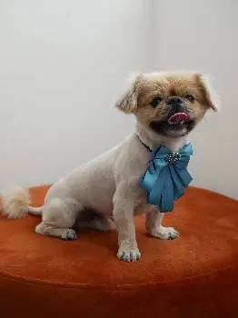 Грумінг Салон Louis Bichon — фото 4