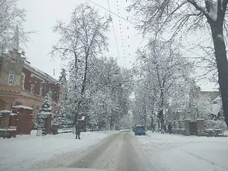 Червона рута — фото 5