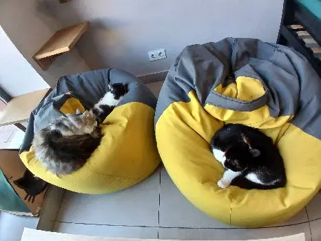 Cat Cafe "Мама-Кішка" 12+ — фото 3