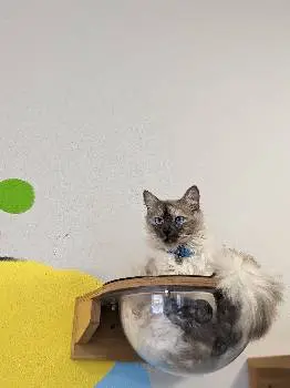 Cat Cafe "Мама-Кішка" 12+ — фото 4