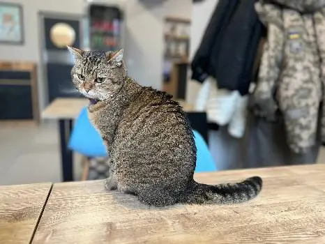 Cat Cafe "Мама-Кішка" 12+ — фото 5