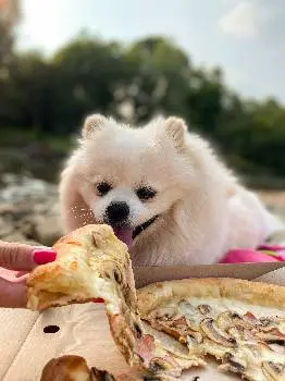 Bruno Pizza. Доставка піци Івано-Франківськ — фото 5