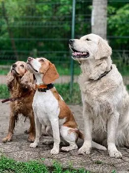 Dog care /школа тренувань, зооготель, грумінг, кінолог, зоомагазин в Івано-Франківську — фото 3