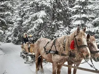 Кінні прогулянки — фото 2