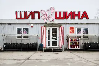 Шипшина — фото