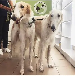 Ветеринарна клініка Pet Friendly Clinic — фото