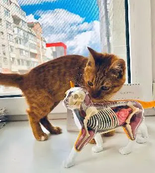 Ветеринарна клініка Pet Friendly Clinic — фото 2