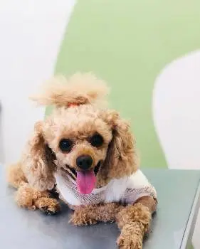 Ветеринарна клініка Pet Friendly Clinic — фото 3