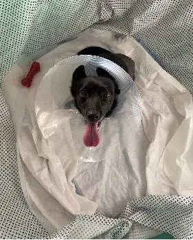 Ветеринарна клініка Pet Friendly Clinic — фото 4