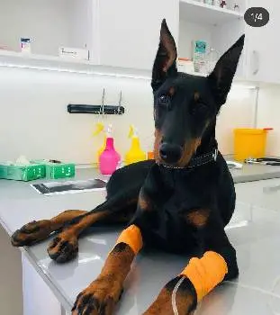 Ветеринарна клініка Pet Friendly Clinic — фото 5