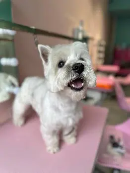 Hello, Pets... — фото 4