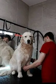 Grooming DOG CARE — фото 4