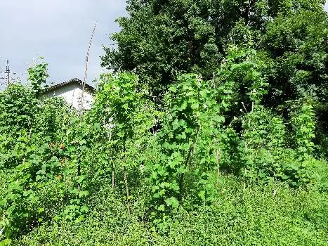 Стрийський фаховий коледж Львівського національного аграрного університету — фото 3