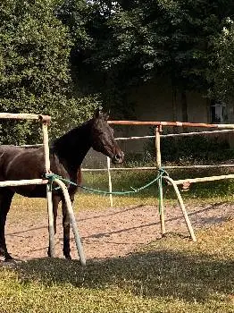 Кінний клуб "Dressage" — фото 4