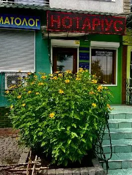 Нотаріус Вікторія Селедець — фото