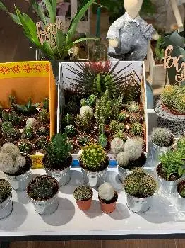 Студія квітів та декору Cactus — фото 5