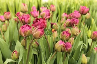Інтернет магазин цибулин та саджанців квітів Matla Flowers — фото