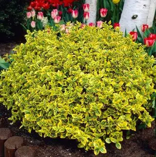Інтернет магазин цибулин та саджанців квітів Matla Flowers — фото 2