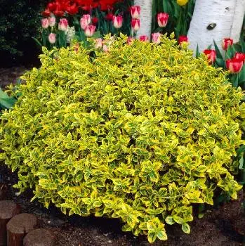 Інтернет магазин цибулин та саджанців квітів Matla Flowers — фото 2